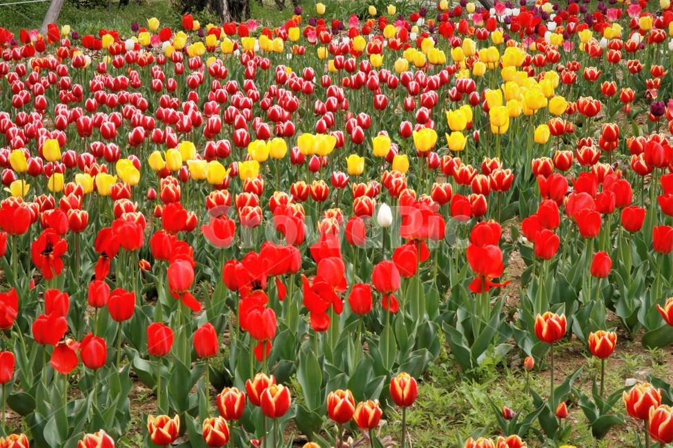 튤립,꽃,봄꽃,축제,식물,식물,자연,plants,nature,꽃,flower
