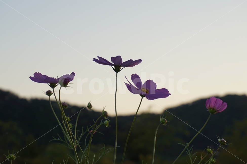 가을,저녁,꽃,코스모스,휴식,힐링,계절,fall,autumn,flower,cosmos,rest,season,일상,스냅,daily,snap,가을,계절,fall,autumn,season,식물,자연,plants,nature,꽃,flower,plant,blossom,geranium,제라늄