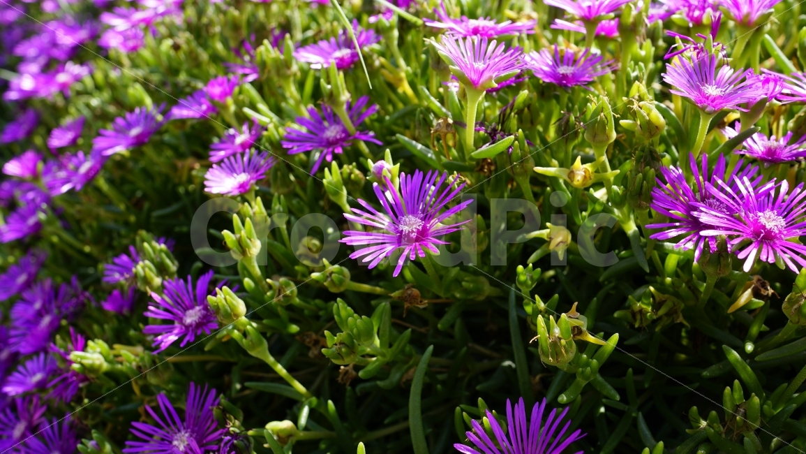 꽃,플라워,자연,식물,여름,화단,꽃밭,채송화,식물,자연,plants,nature,꽃,flower