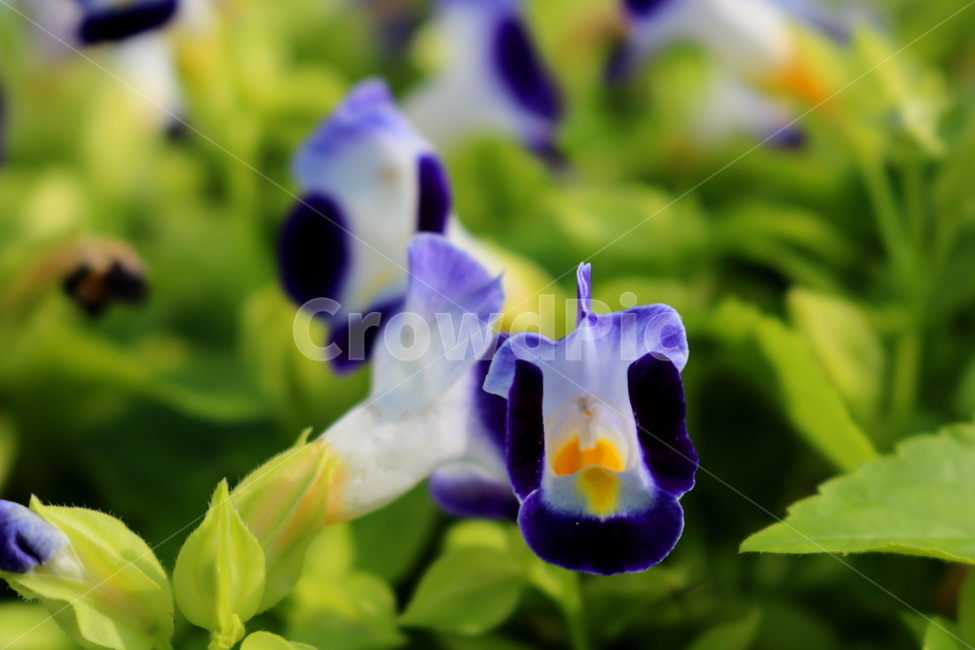 토레니아,꽃,토레니아꽃,식물,여름,가을,현삼과,꽃밭,식물,자연,plants,nature,꽃,flower