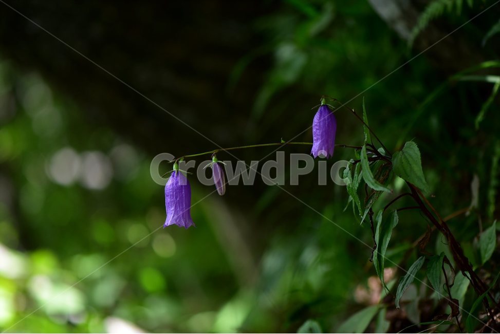 금강초롱꽃,야생화,식물,자연,꽃,생태,힐링,플라워,wildflower,flower,plants,nature,season,감성,느낌,emotion,feeling,여름,여러해살이풀,초롱꽃과,금강초록꽃속,자주색,식물,자연,plants,nature,꽃,flower