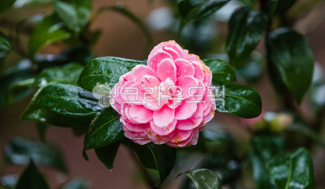 beauty,camelliaflower,evergreentree,flora,evergreen tree,Camellia genus,dewy,rainy,beautiful,commoncamellia,Tea tree family,bloom,weather,camellia,floral,camelliafamily,double camellia,tree,closeup,camellia flower,plant,pink,camellia tree,petal,camelliatr