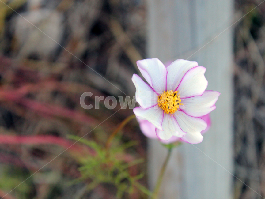코스모스,가을,꽃,flower,cosmos,자연,가을꽃,노을빛,야생화,휴식,힐링,fall,autumn,nature,가을,계절,fall,autumn,season,식물,자연,plants,nature,꽃,flower,plant