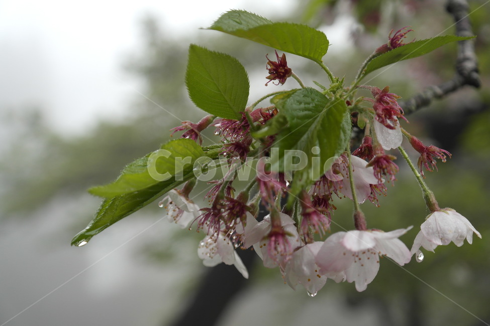 꽃,접사,이슬,아침,벛꽃,봄,자연,봄,계절,spring,season,식물,자연,plants,nature,꽃,flower,비,비오는날,rain,rainy,plant