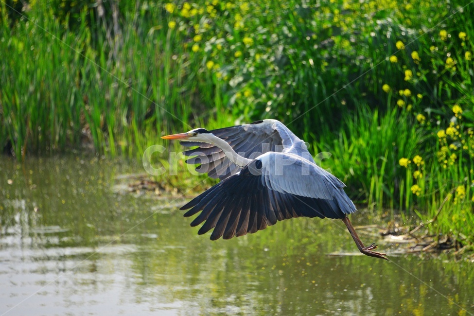 animal,동물,bird,새,waterfowl,물새,stork,황새,하천,강변,왜가리,백로,비상,동물,animal,조류,새,birds