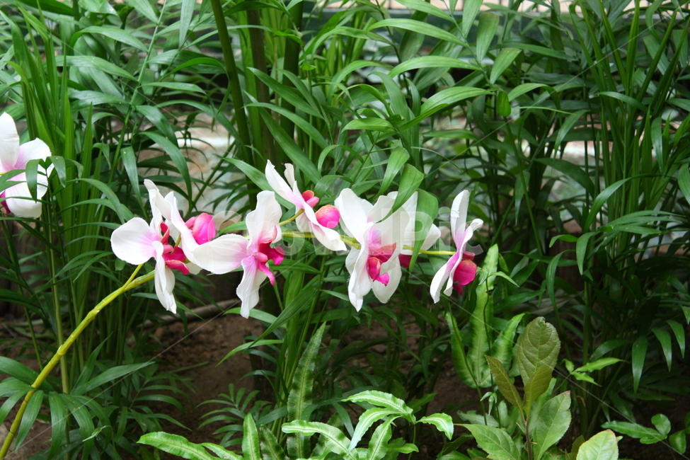식물,꽃,plant,flower,blossom,식물,자연,plants,nature,꽃,flower