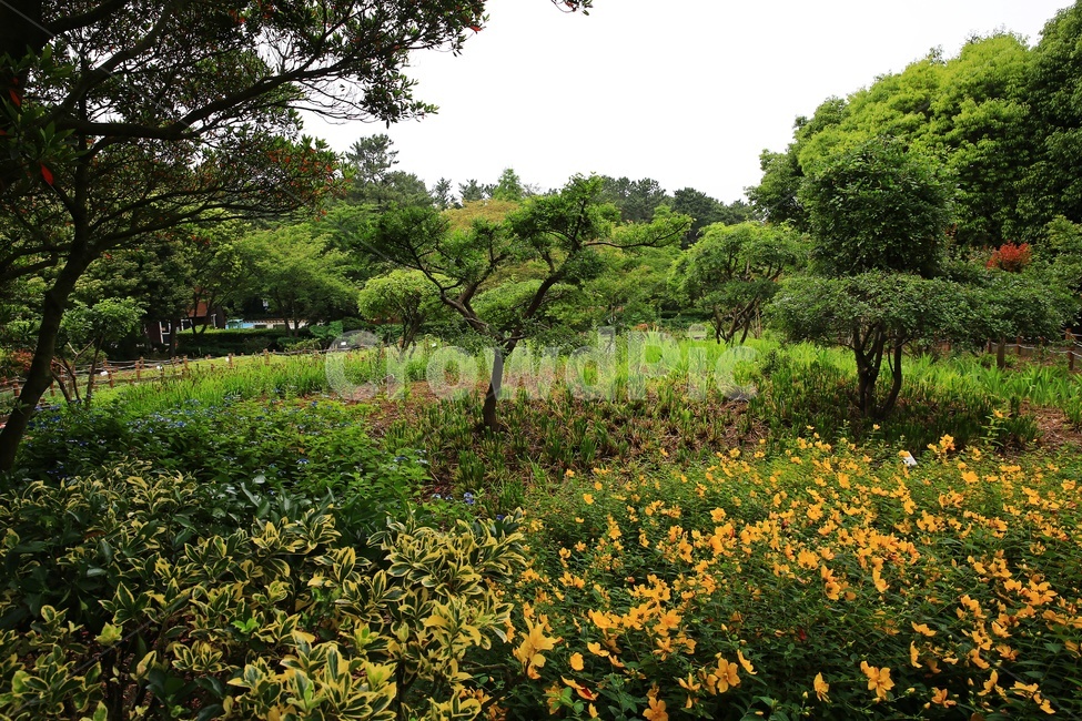 plant,식물,vegetation,초목,nature,자연,outdoors,옥외,forest,숲,tree,나무,제주,한라수목원,수목원,field,들,grassland,meadow,목초지