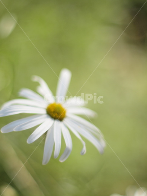 꽃,flower,plant,식물,blossom,데이지