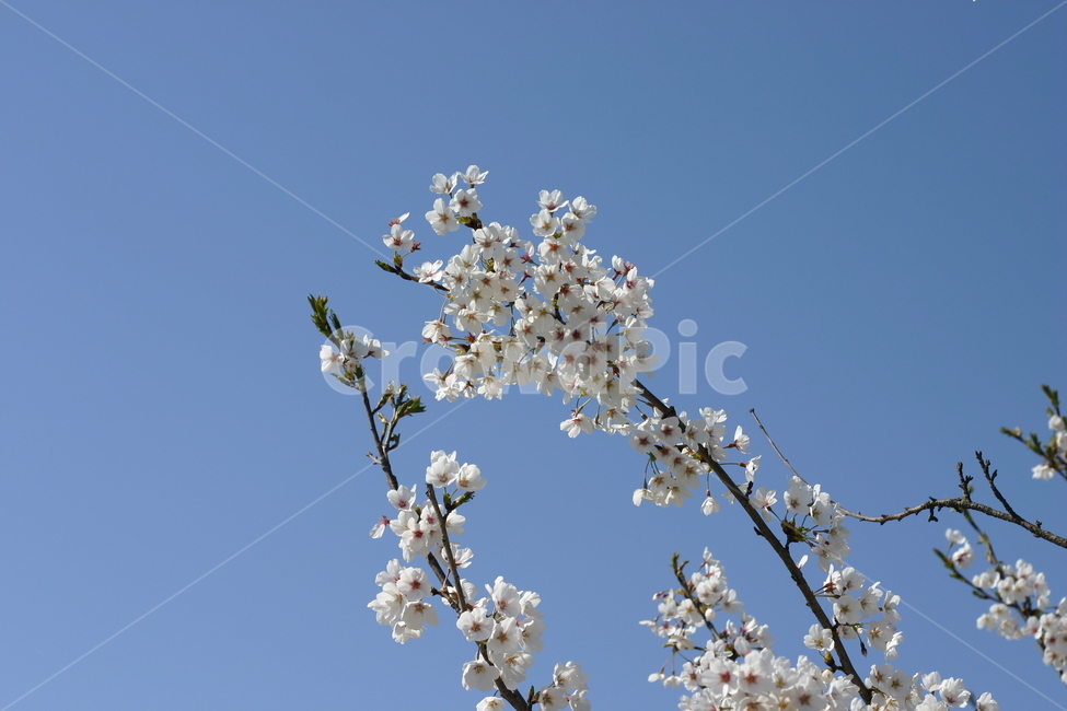 벚꽃,cherryblossom,sakura,flower,yinghua,yinghua,sakuraflower,background,white,tree,leaf,plant,green,nature,leaves,branch,fruit,isolated,spring,fresh,foliage,garden,agriculture,flora,growth,forest,herb,organic,blossom,pine,macro,closeup,closeup,natural,twig,bloom,beauty,blooming,beautiful,petal,season,outdoors,environment,freshness,lush,grass,bouquet