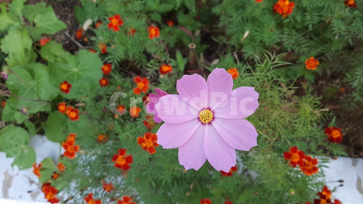 식물,야생화,꽃잎,꽃,plant,wildflower,flower,blossom,petal,식물,자연,plants,nature,꽃,flower