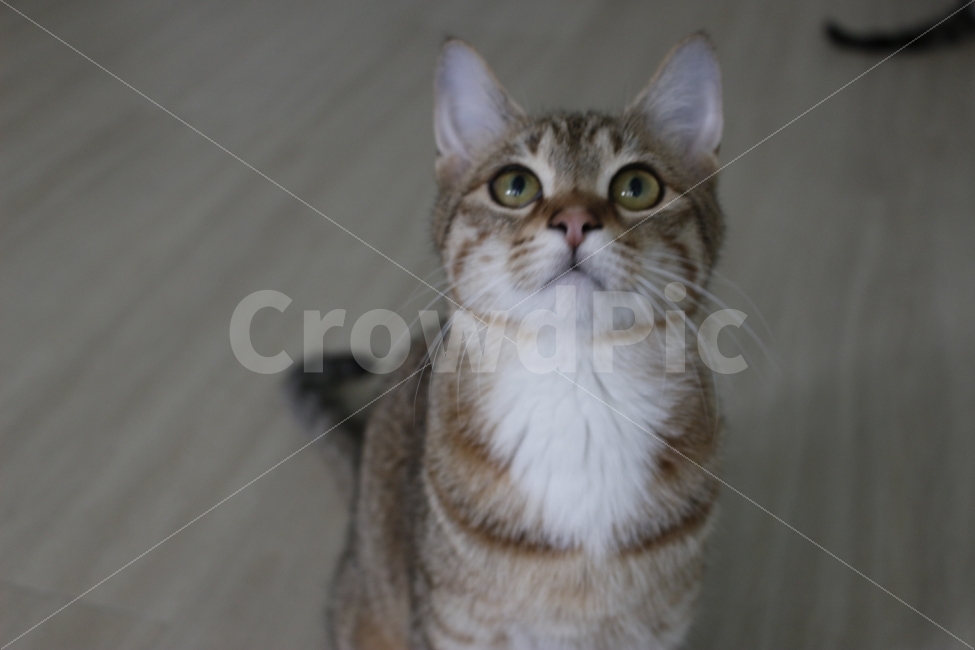 고양이,반려동물,유기묘,길냥이,애완동물,cat,pet,kitten,아기고양이,코숏,코리안숏헤어,동물,animal,동물,animal,고양이,cat,kitten,kitty,포유류,mammal