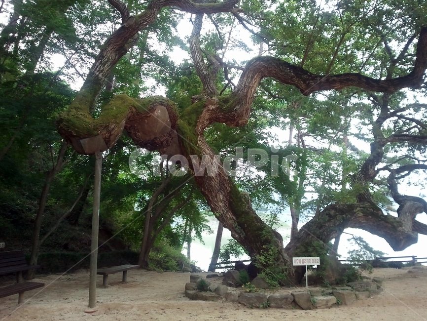 나무,식물,고목,정원,garden,tree