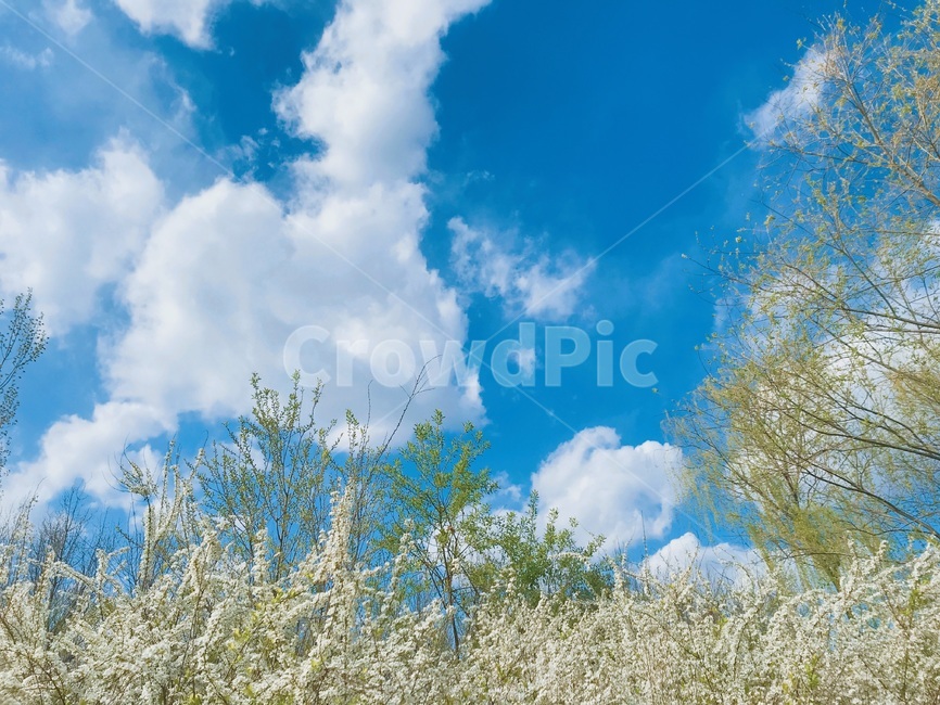 봄,파란하늘,sky,하늘,blossom,flower,구름,nature,자연