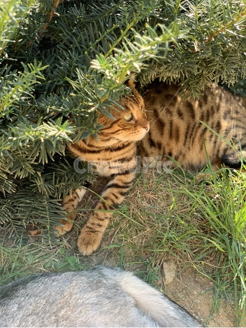 고양이,동물,귀여운,cat,animal,cute,pet,mammal,포유류,동물,animal,포유류,mammal,고양이,cat,kitten,kitty
