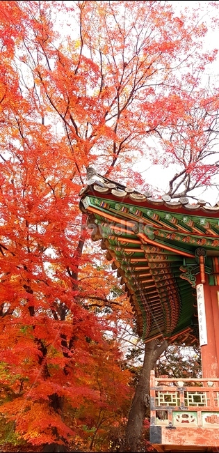 단풍,기와,풍경,가을,어울림,가을,계절,fall,autumn,season,한국전통,한국문화,korean traditional,korean culture,tree,나무,plant,식물