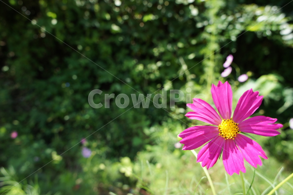 nature,wild flowers,flower,red green