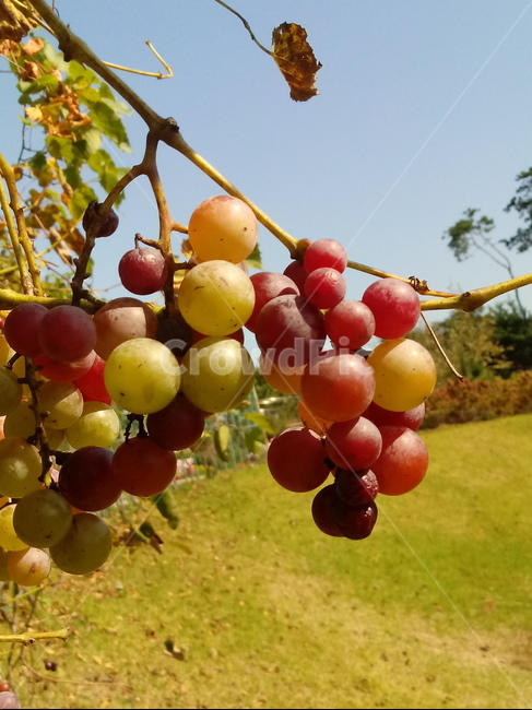 포도,과일,열매,식물,fruit,grapes,plant,과일,열매,fruit
