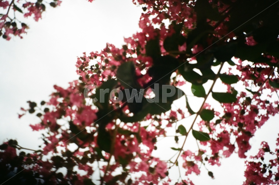 분홍색,꽃,나무,하늘,필름카메라,식물,자연,plants,nature,꽃,flower
