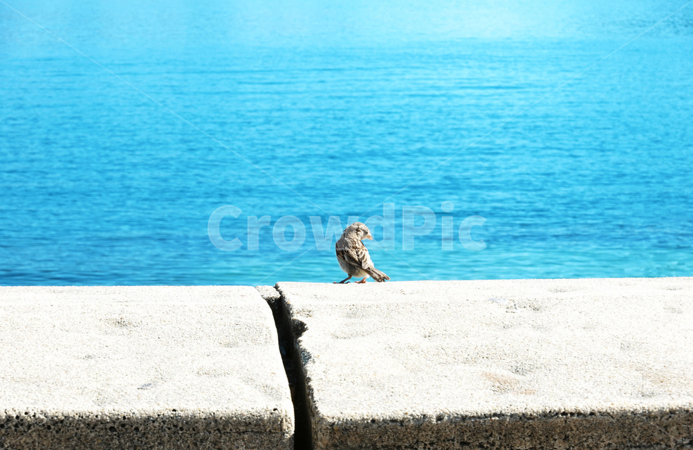새,bird,동물,animal,뉴질랜드,newzeland,퀸즈타운,queenstown,와카티푸호수,lakewakatipu,참새,호수,물