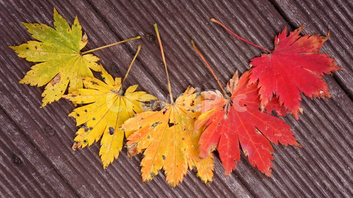 단풍,단풍나무,단풍잎,가을,그라데이션,감성사진,감성,가을,계절,fall,autumn,season,leaf,잎,plant,식물,tree,나무,maple