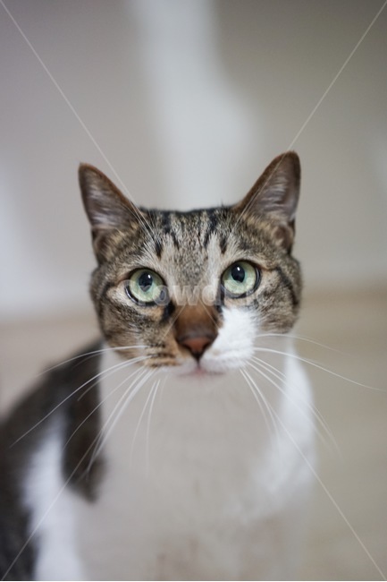 고양이,코숏,코리안숏헤어,야옹,애완동물,동물,animal,포유류,mammal,고양이,cat,kitten,kitty