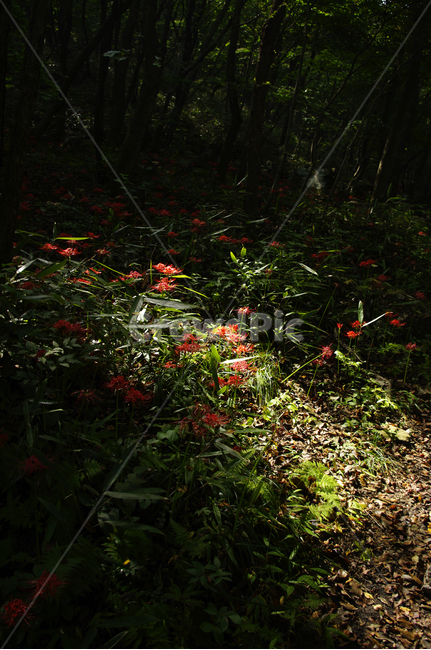 꽃,flower,꽃무릇,식물,color,red,식물,자연,plants,nature,꽃,flower