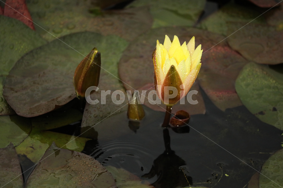 수련,노랑,신비,호수,청순,식물,자연,plants,nature,꽃,flower