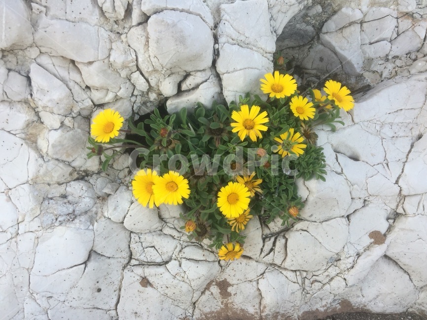 식물,꽃,노랑,바위,plant,flower,yellow,rock