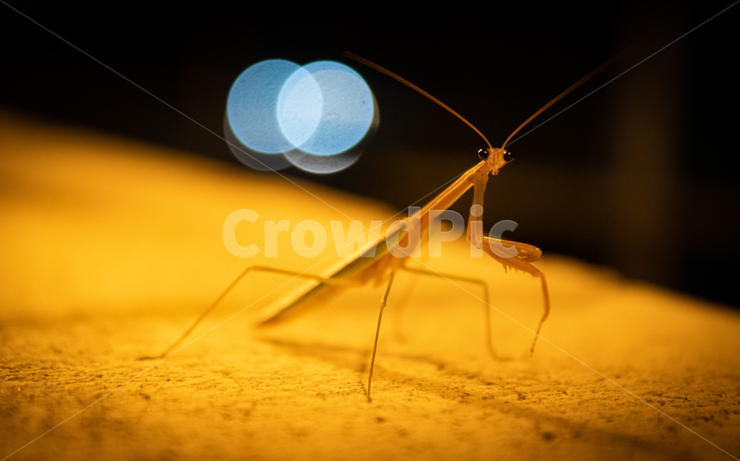 사미귀,곤충,animal,insect,무척추동물,동물,animal,곤충,벌레,insect,bug