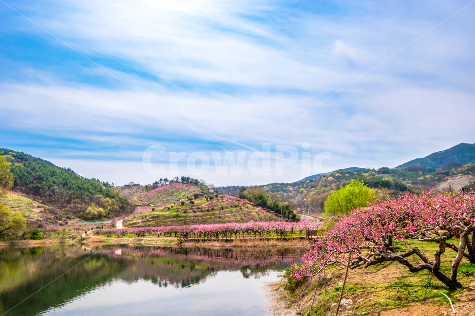 복사꽃,봄,반곡지,꽃,아름다움,분홍색,과수원,경산,봄,계절,spring,season,자연,풍경,nature,landscape,outdoors,옥외