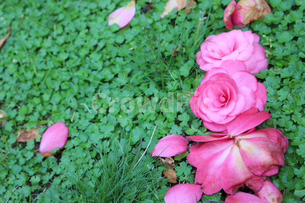 동백,꽃잎,꽃,잔디,네잎클로버,세잎클로버,분홍,식물,자연,plants,nature,꽃,flower