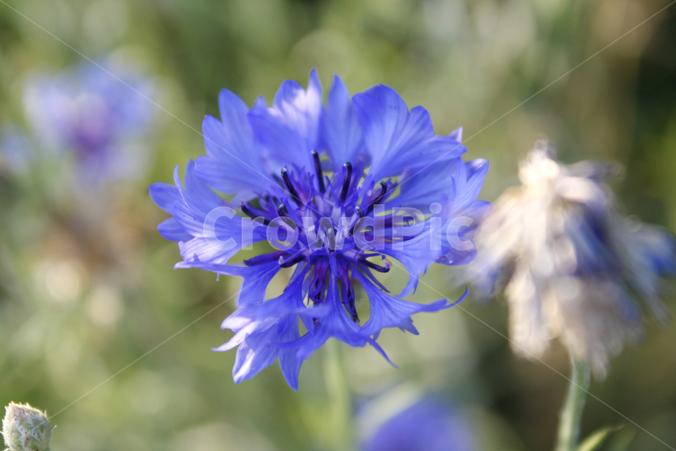 꽃,파란꽃,flower,야생화,푸른수레국화,꽃접사,cornflower