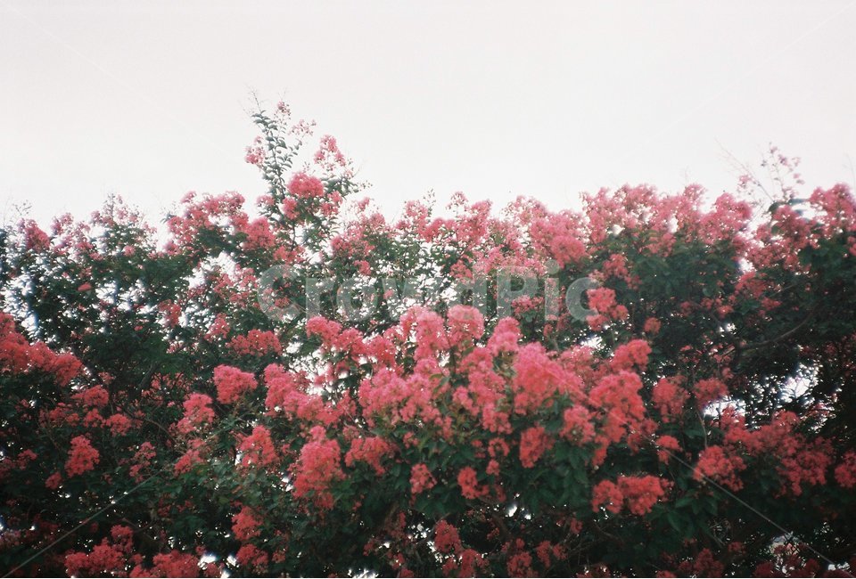 배롱나무,꽃,나무,식물,감성,여름,필름사진,식물,자연,plants,nature,꽃,flower