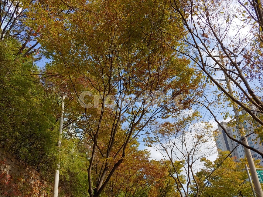 tree,나무,plant,식물,treetrunk,나무줄기,자연,풍경,nature,landscape,tree trunk,나무 줄기