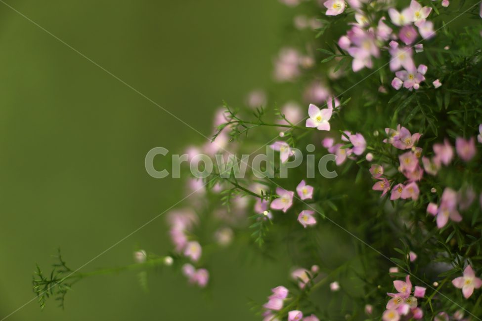 꽃,감성사진,flower,휴식,핑크,작은꽃,small