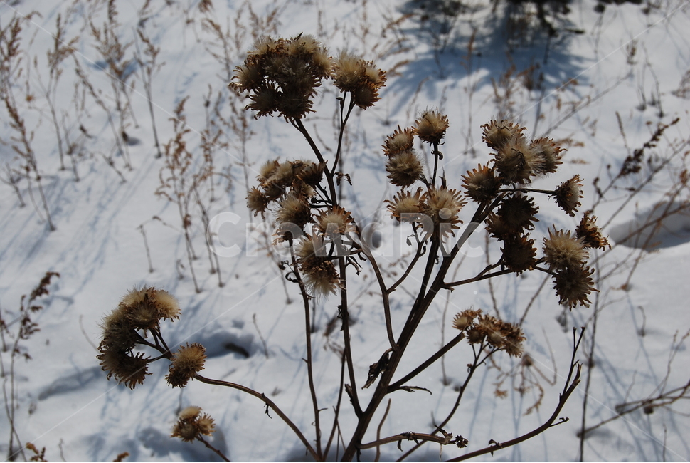 눈,snow,겨울,winter,자연,nature,겨울,계절,winter,season,식물,자연,plants,nature