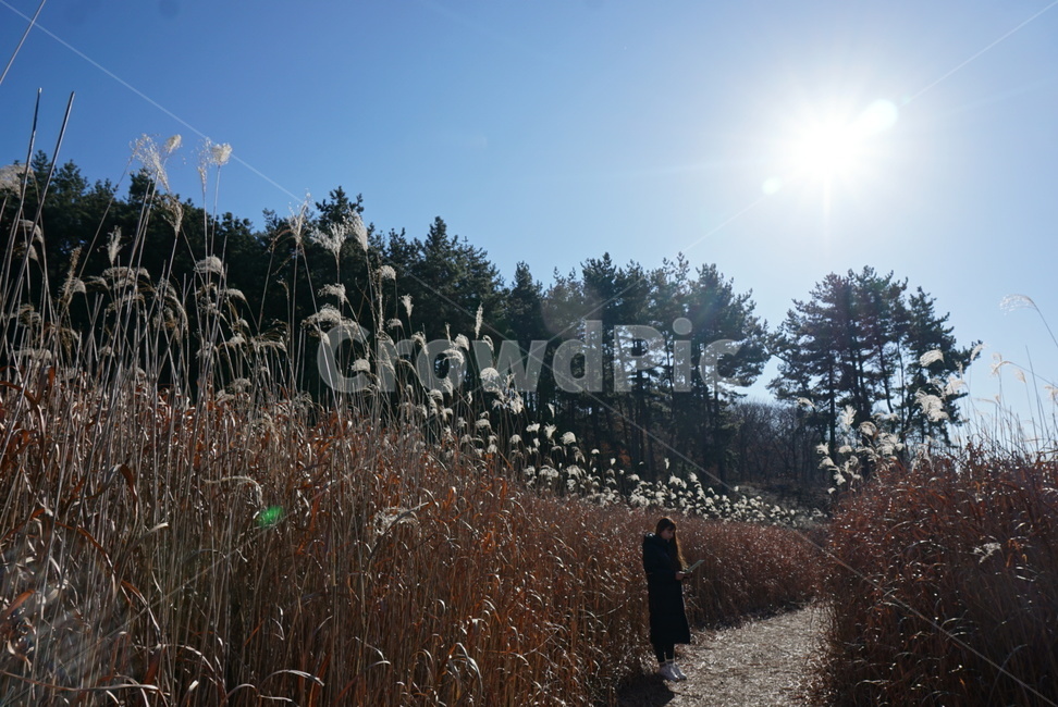 갈대,갈대숲길,풍경,감성,갈대여자,겨울,가을,계절,fall,autumn,season,사람,인물,인간,human,person,여성,여자,woman,female,lady,고독함,외로움,쓸쓸함,우울함,슬픔,lonely,solitary,grass,잔디,plant,식물