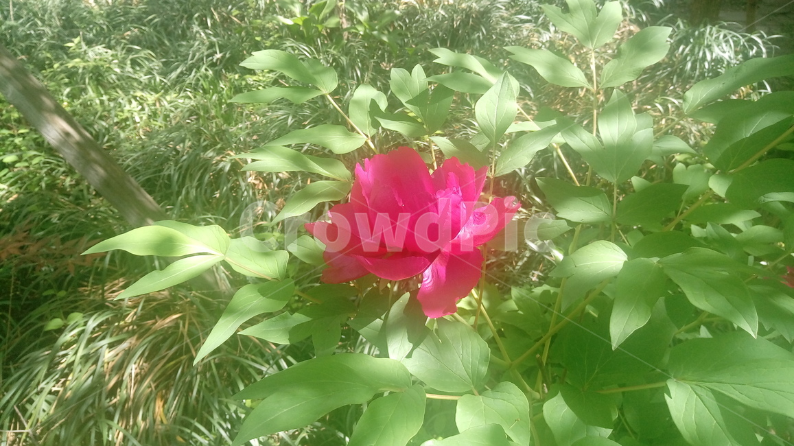 모란,꽃,식물,봄,핫핑크,식물,자연,plants,nature,꽃,flower