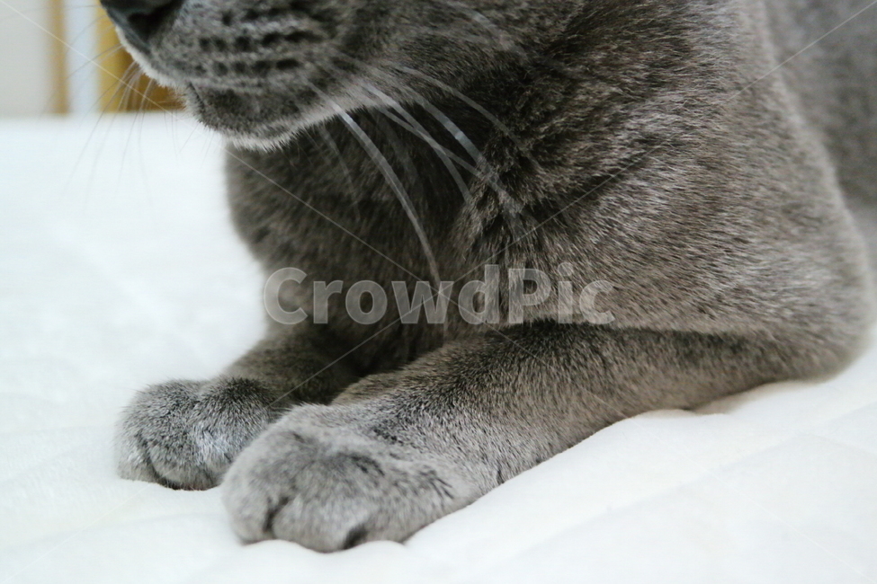 고양이,러시안블루,야옹이,동물,반려동물,애완동물,회색고양이,회색동물,grey,cat,russianblue,동물,animal,포유류,mammal,고양이,cat,kitten,kitty