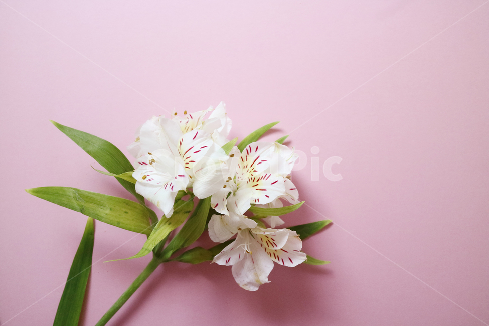 꽃,꽃다발,흰꽃,하얀꽃,백그라운드,배경,배경이미지,식물,부케,아름다움,보테니컬,꽃,flower