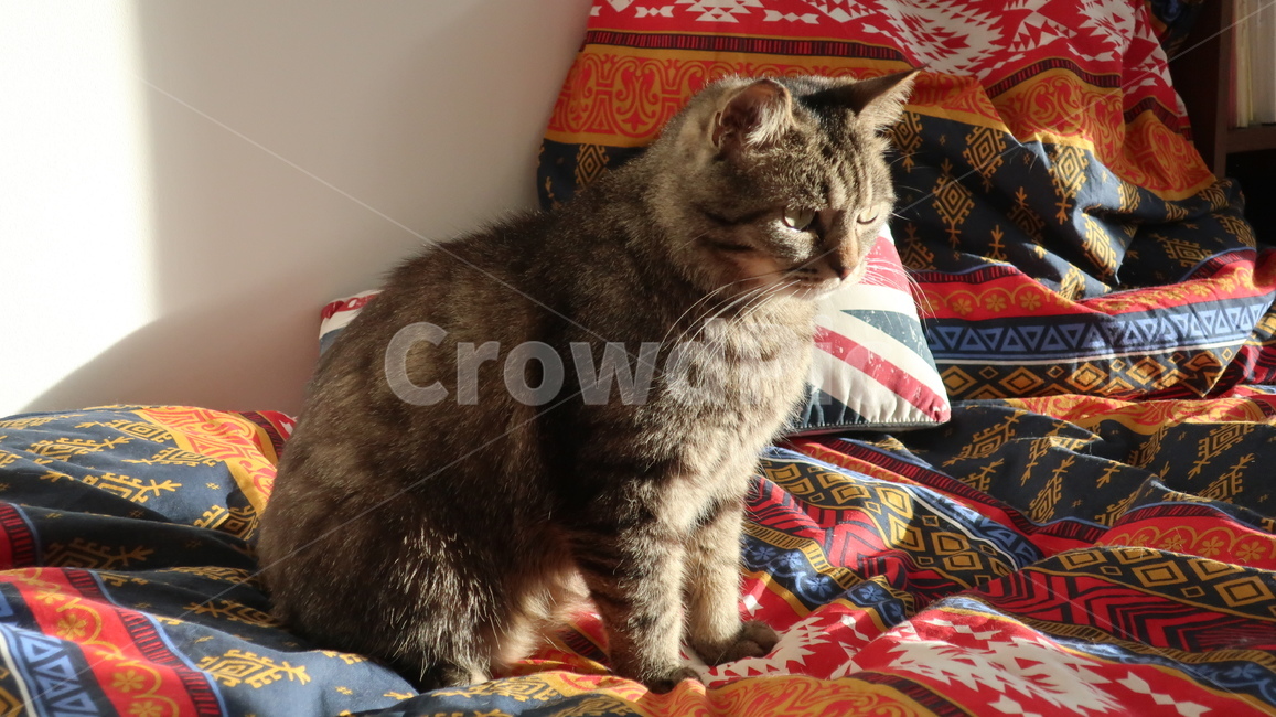 고양이,태비고양이,고등어줄무늬,태비줄무늬,회색고양이,귀여운,반려동물,반려묘,애완동물,집고양이,cat,kitty,kitten,아기고양이,pet,mammal,animal,포유류,동물,동물,animal,포유류,mammal,고양이,cat,kitten,kitty