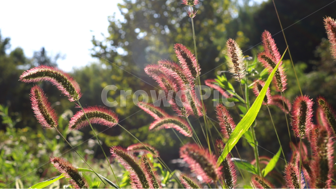강아지풀,풀,잡초,벼과,식물,자연,구미초,낭미초,개꼬리풀,식물,자연,plants,nature