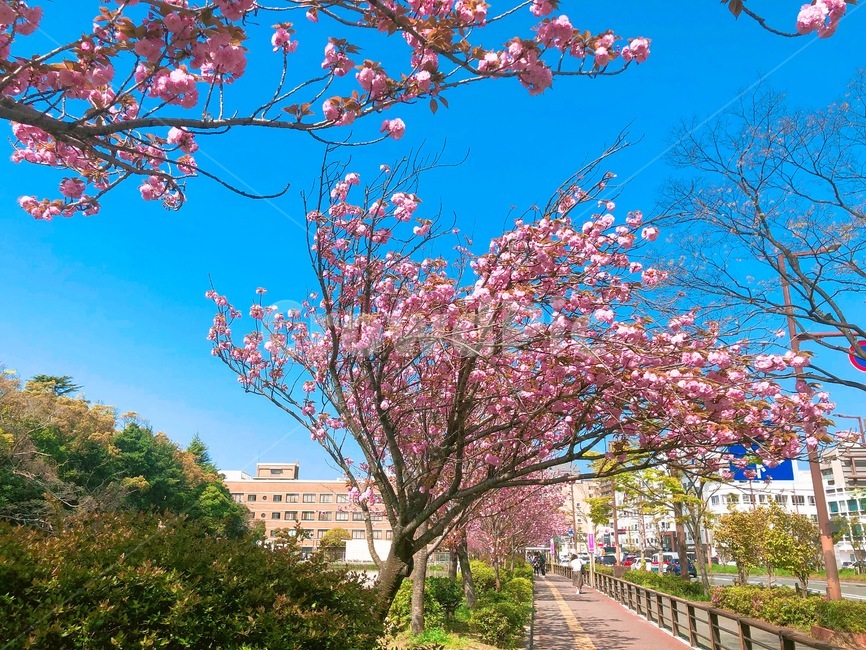 식물,flower,꽃,blossom,봄,벚꽃,자연