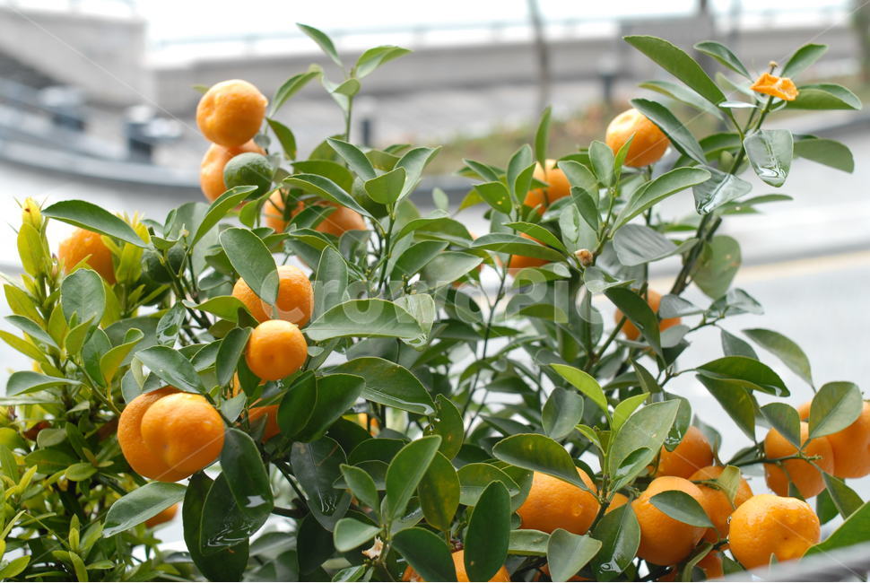 귤나무,귤,주황색,감귤류과일,citrusfruit,식물,과일,clementine,clementinetree,mandarin,mandarintree,easypeeler,easypeelertree,orange,orangetree,plant,fruit,과일,열매,fruit,농업,농사,agriculture,farming,farming industry