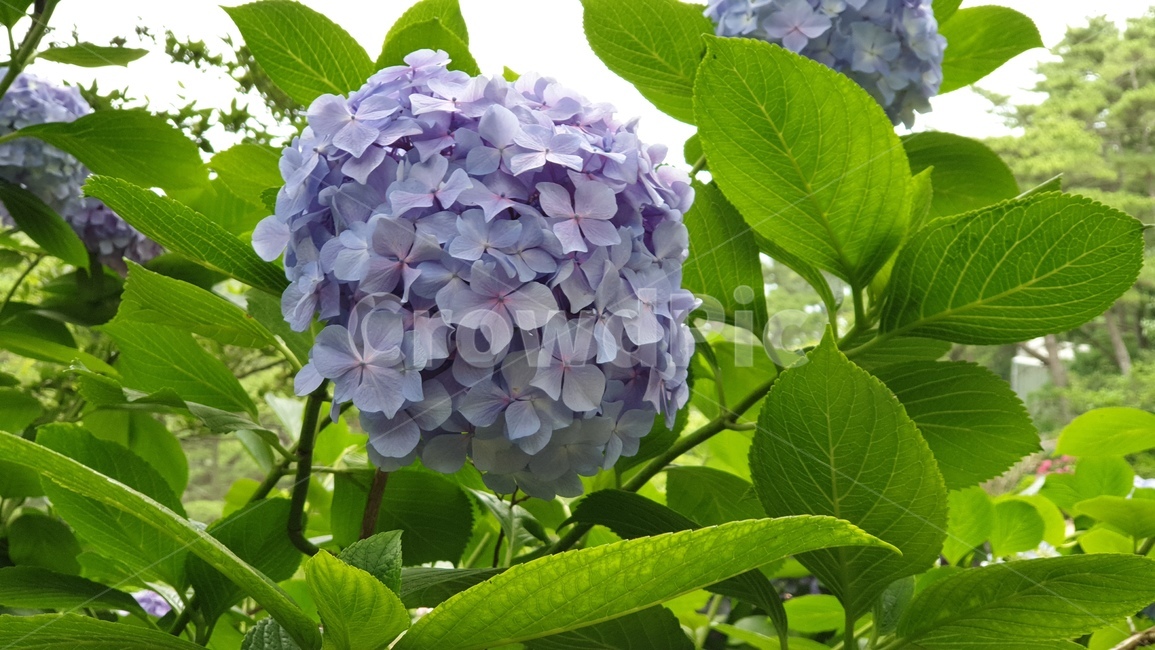 수국,꽃,자연,파란수국,블루수국,태종대수국