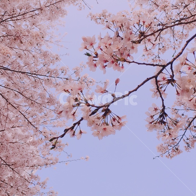 봄,벚꽃,꽃,핑크,풍경,경치,계절,식물,자연,감성,하늘,flower,cherryblossom,spring,season,plants,nature,trees,wood,sky