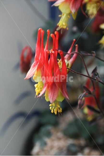 애기매발톱,미나리아재비과,여러해살이풀,원예종,식물,식물,자연,plants,nature,꽃,flower