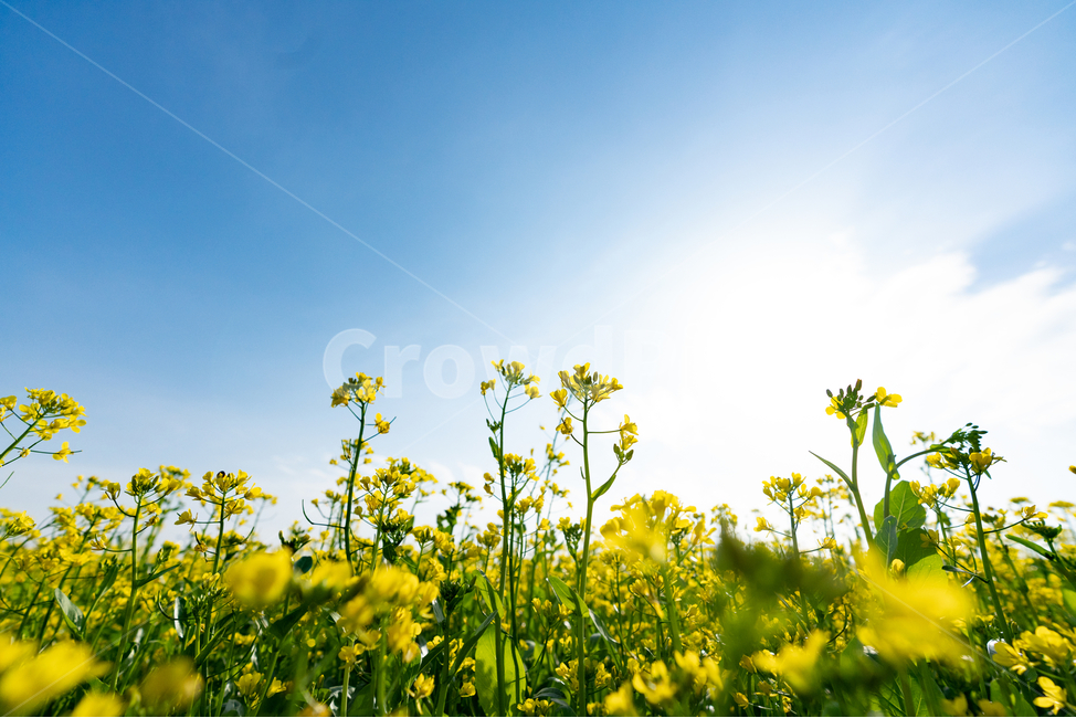유채꽃,파란,하늘,꽃,자연,나무,구름,sky,tree,cloud,rapeflower,flower,식물,자연,plants,nature,꽃,flower