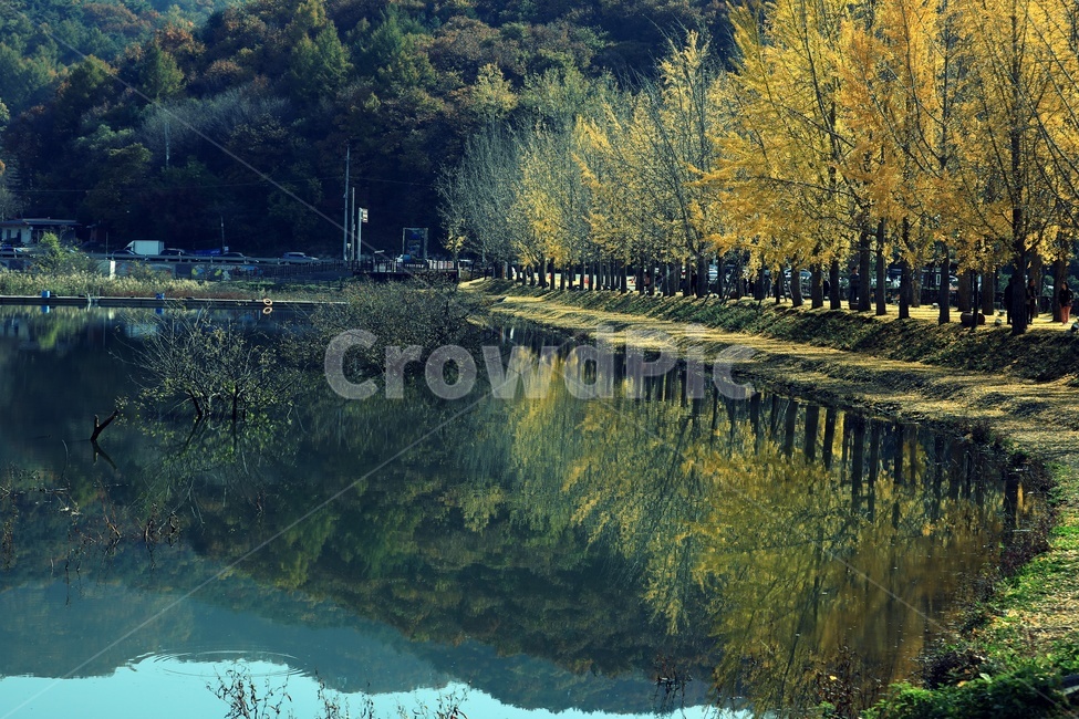 은행나무,물,산,자연,가을,가을,계절,fall,autumn,season,자연,풍경,nature,landscape,한국자연풍경,한국자연경관,korea nature landscape,water,land,땅,outdoors,옥외