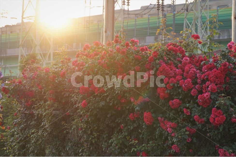 일출,아침,지하철,풍경,장미,꽃,sunrise,flower,rose,subway,식물,자연,plants,nature,꽃,flower